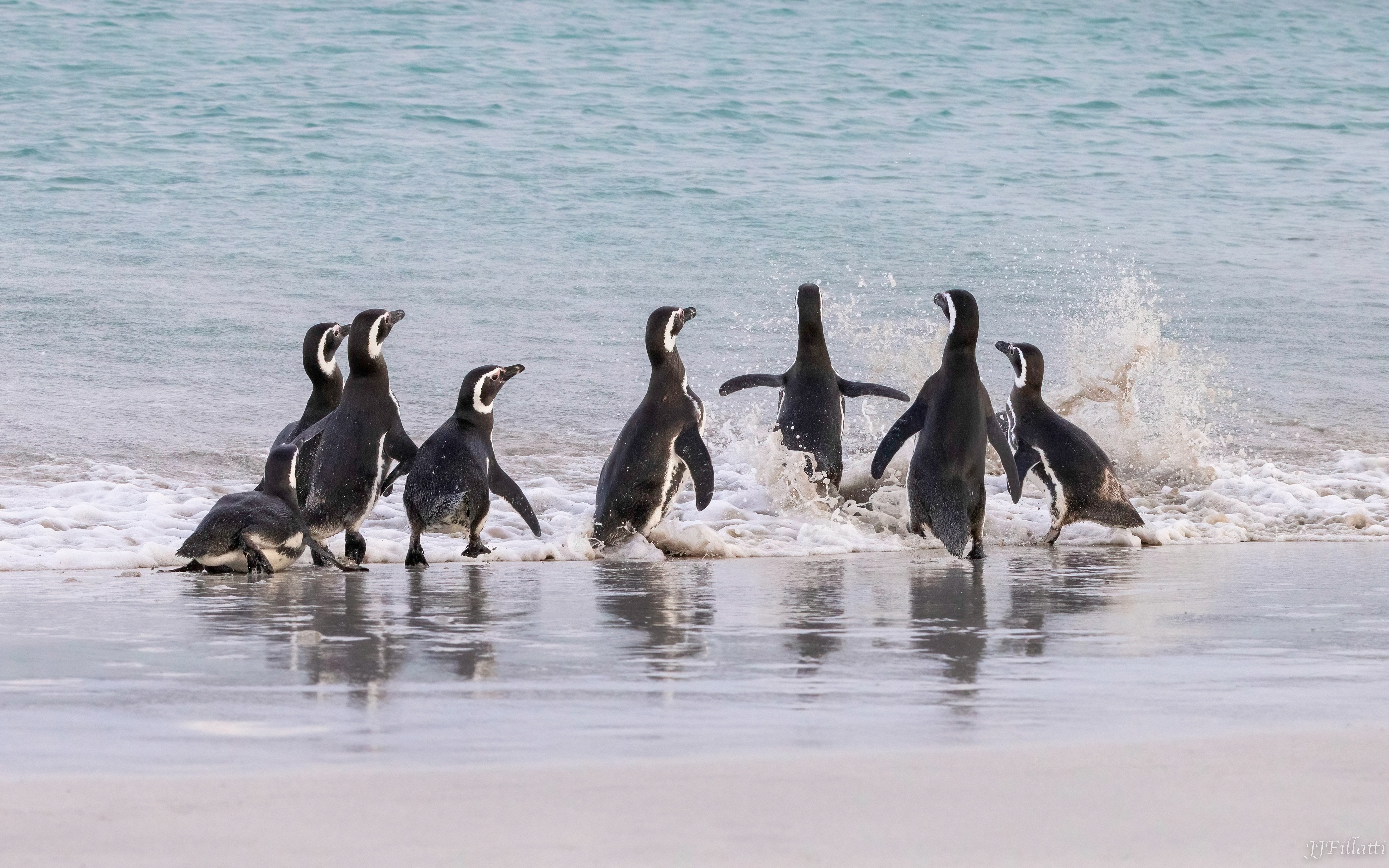 bird of the falklands image 54